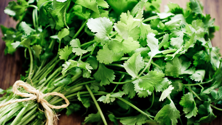 Bouquet de coriandre fraîche