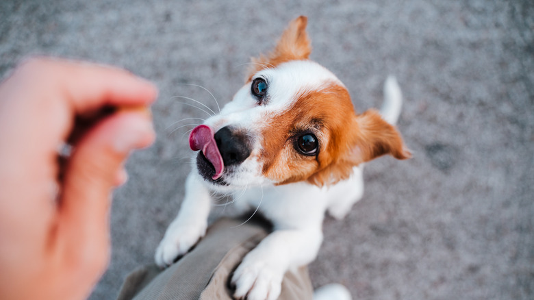 Petit chien sautant pour une friandise 