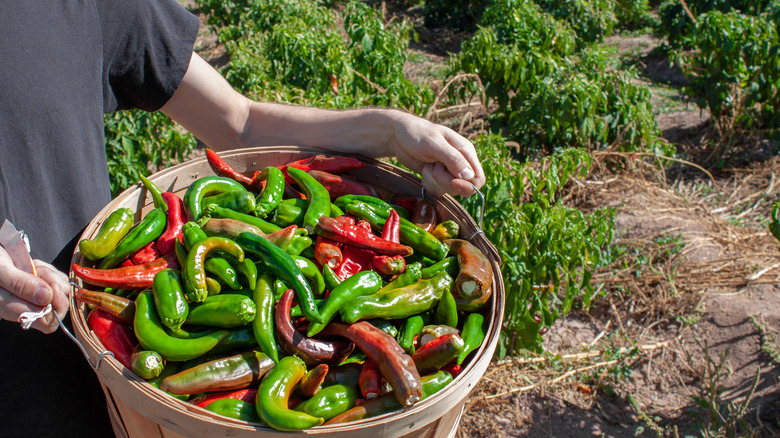 piments rouges et verts dans un panier