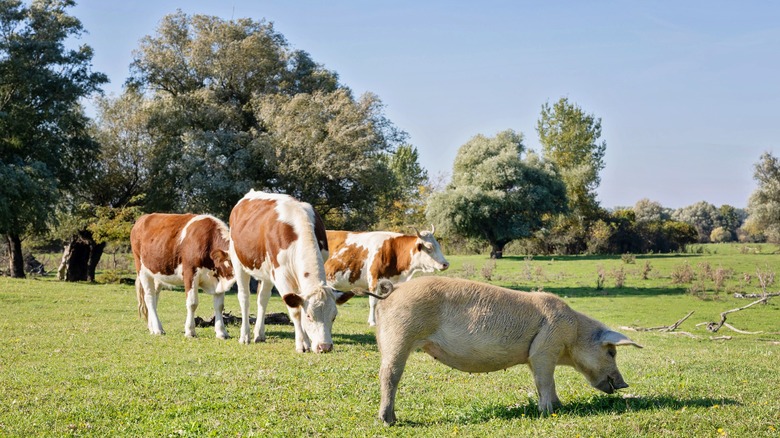 Vaches et cochons en pâturage