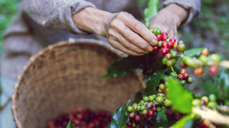 Agriculteur récoltant du café